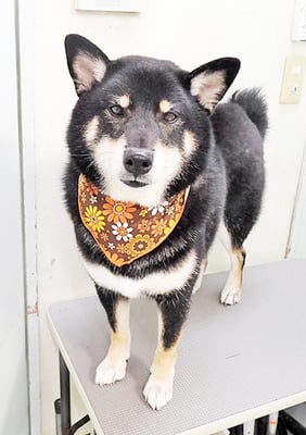 貴島ボタンちゃん