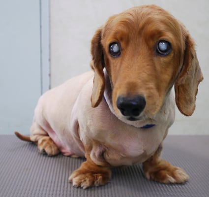 上野モンタちゃん