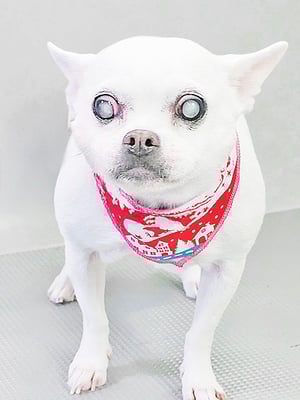 新山ランちゃん