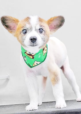 靜ウーフちゃん