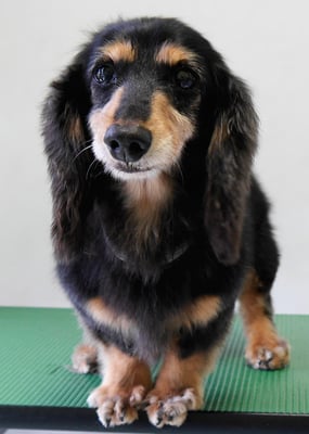 斉野平サンジちゃん