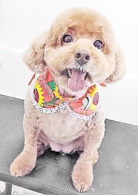 木村プリンちゃん