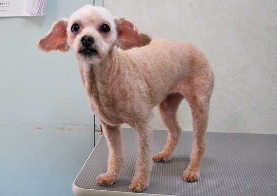 川原モップちゃん