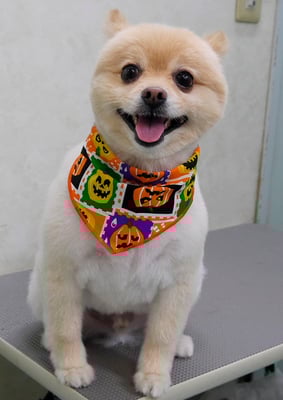 徳留クマちゃん