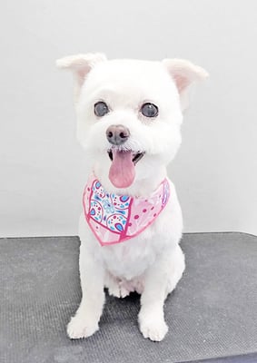 橋口リリィちゃん