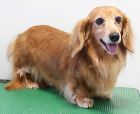 川吉モモちゃん