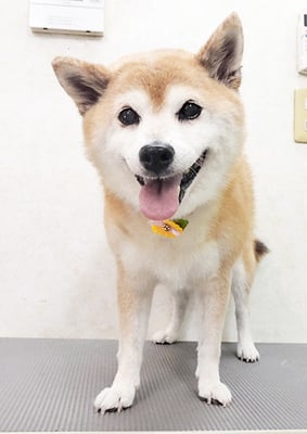 小田ハルちゃん