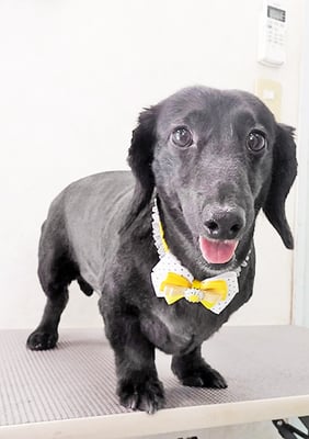 東メロンちゃん