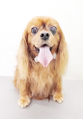 橋口ルビーちゃん