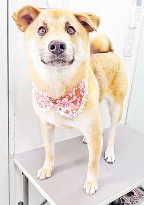 水口ラッキーちゃん