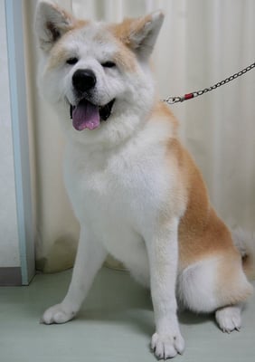 池川ソラちゃん