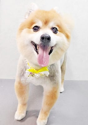 皆元シュワちゃん