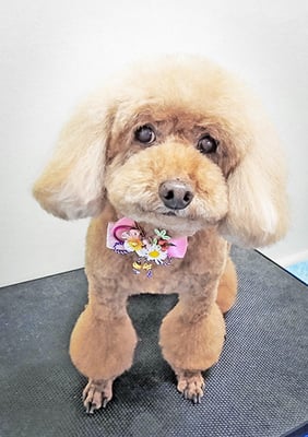 新山モモちゃん