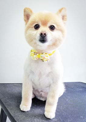 徳留クマちゃん