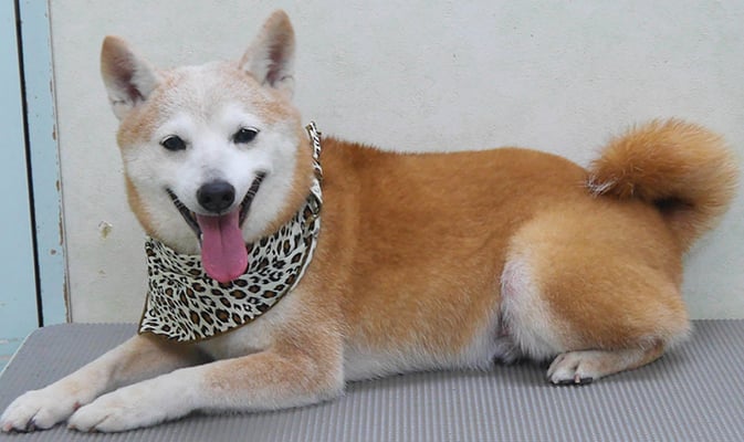 有馬コタロウちゃん