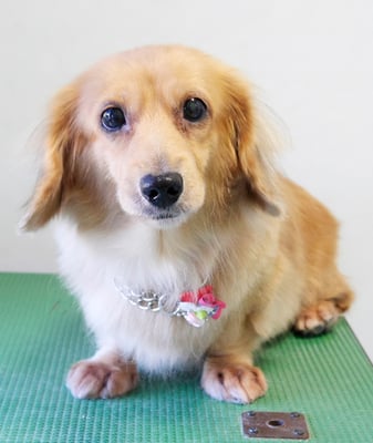 西山アニーちゃん