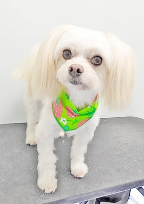 大脇ココアちゃん