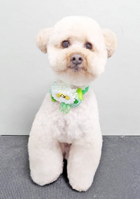 藤久保くうたちゃん