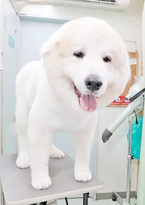 田代メイちゃん