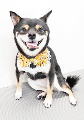 中尾あんずちゃん