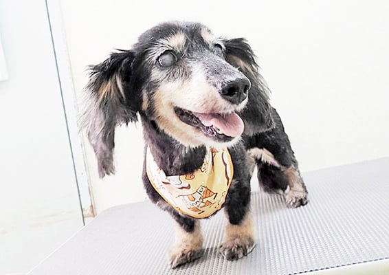 谷口チョコちゃん