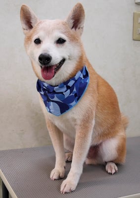 有馬コタロウちゃん