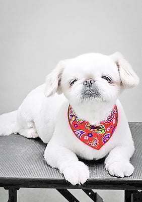 本多かずはちゃん