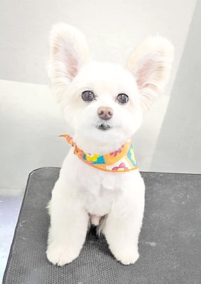 中村ココちゃん