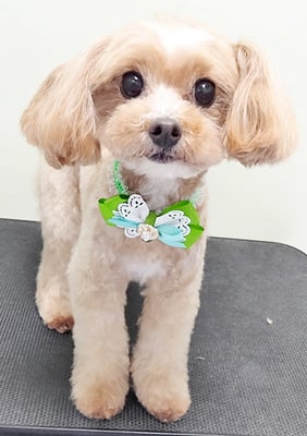 清正メイちゃん