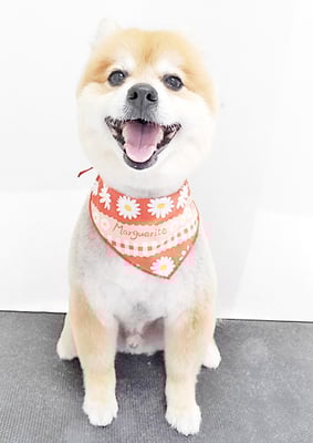 皆元シュワちゃん