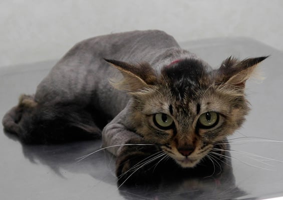 前原クーちゃん