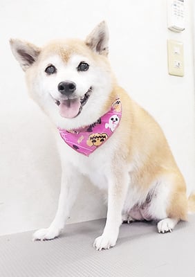 小田ハルちゃん