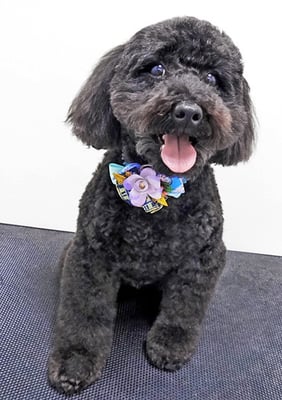 本坊ダノちゃん