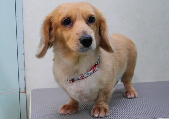 西山アニーちゃん