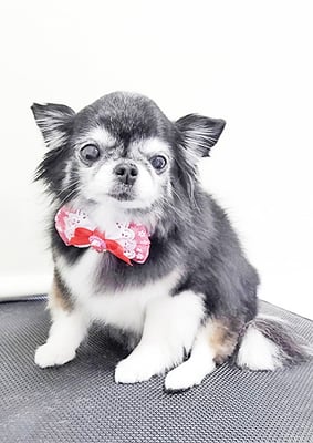 八木クロちゃん