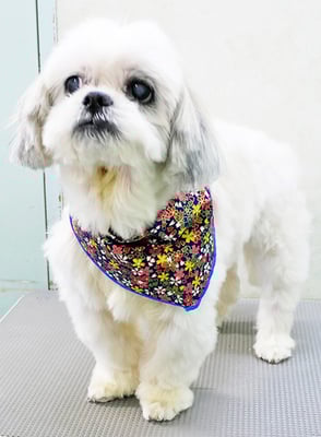 山本サランちゃん