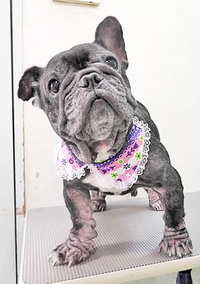 岸下すももちゃん