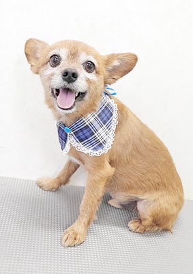 助村ルウちゃん