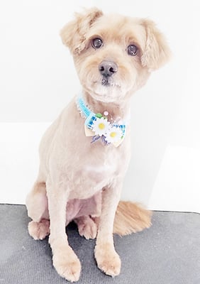 粟コロスケちゃん