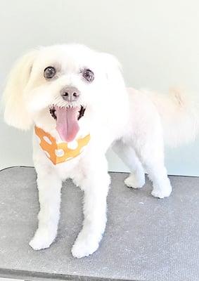 中山マルちゃん