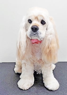 福富ベリーちゃん