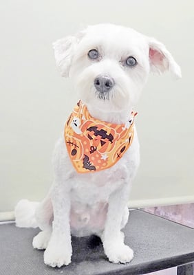 岡世マルちゃん