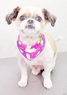 宮元ジブちゃん