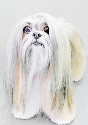 笹原ショコラちゃん