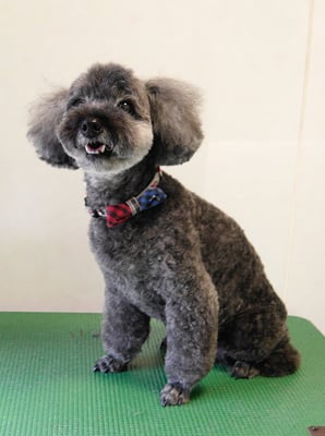 本渡プリンちゃん