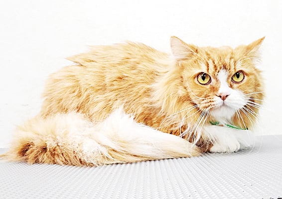 中川かいちゃん