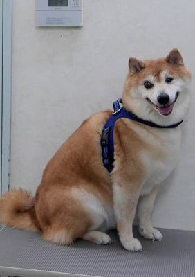 竹崎クウちゃん