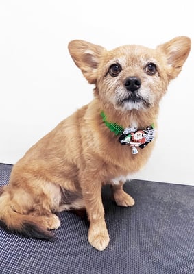 助村ルウちゃん