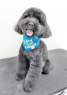 本坊ダノちゃん