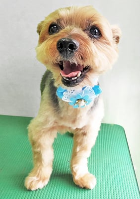 中野ルパンちゃん